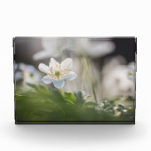 Windbloem Natuur Foto (Voorkant)