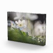 Windbloem Natuur Foto (Rechts)