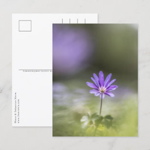 Windbloem Natuur Foto Briefkaart