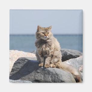 Winderige kat aan zee Schattige foto Magneet