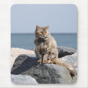 Winderige kat aan zee Schattige foto Muismat
