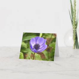 Windflower (Anemone coronaria) kaart