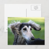 Windhond Briefkaart (Voorkant / Achterkant)