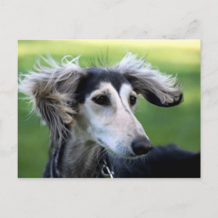 Windhond Briefkaart