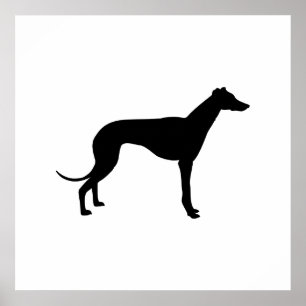 Windhond Silhouet Poster