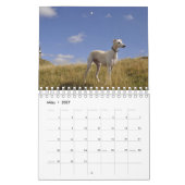 Windhunde Kalender (Mar 2027)