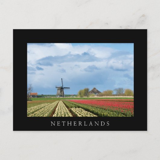 Windmill et tulipe paysage carte postale noire (Devant)