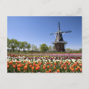 Windmill Island park met tulpen in bloei Briefkaart