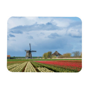 Windmolen en tulpen, rechthoekige magneet