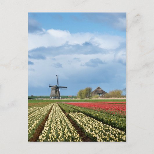Windmolen en tulpen verticaal briefkaart (Voorkant)