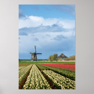 Windmolen en tulpen verticaal poster