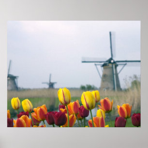 Windmolens en tulpen langs het kanaal poster