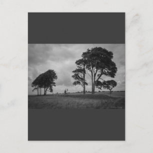 Windswept Trees Briefkaart
