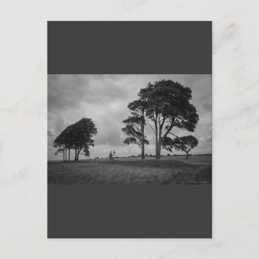 Windswept Trees Briefkaart (Voorkant)