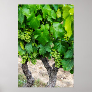 Wine Grapes Growing, Frankrijk Poster