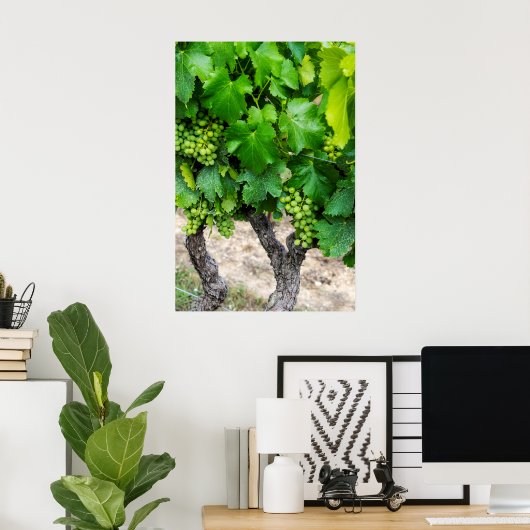 Wine Grapes Growing, Frankrijk Poster (Thuiskantoor)
