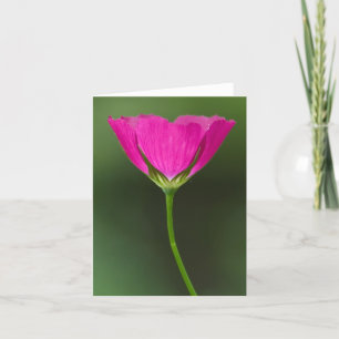 Winecup Wildflower Notecards Kaart