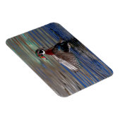 Wing Flapping Wood Duck Magneet (Rechterzijde)