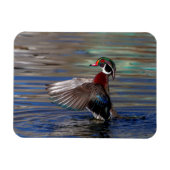 Wing Flapping Wood Duck Magneet (Horizontaal)