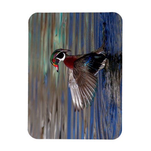 Wing Flapping Wood Duck Magneet (Verticaal)
