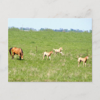 Wingen van mei: Paarden Briefkaart