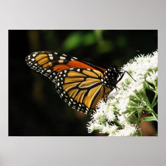 Wings 2 Fly Poster (Voorkant)