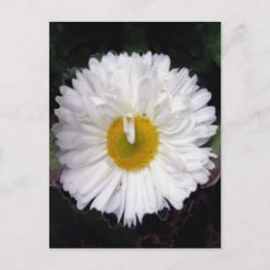 Wings of Summer Briefkaart