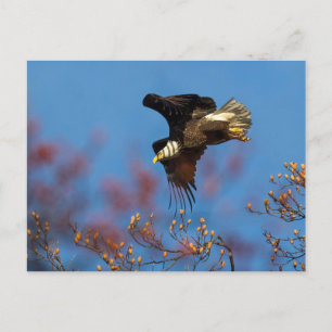 Wingschaduw Briefkaart