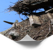 Winkel op nest poster (Hoek)