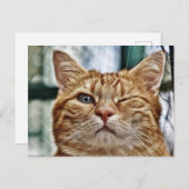 Winky Funny Cat Briefkaart (Voorkant / Achterkant)