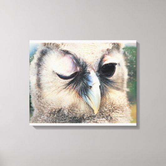 Winnend Owl Canvas Afdruk (Voorkant)