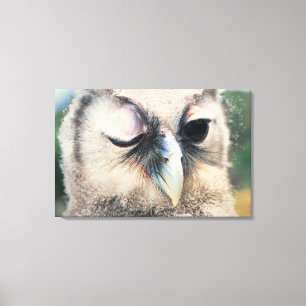 Winnend Owl Canvas Afdruk