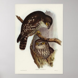 Winnend Owl door Elizabeth Gould Poster