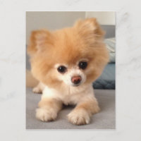 Winnie with a Fresh Cut