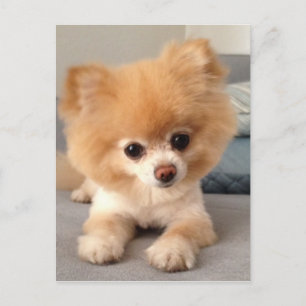 Winnie with a Fresh Cut Briefkaart