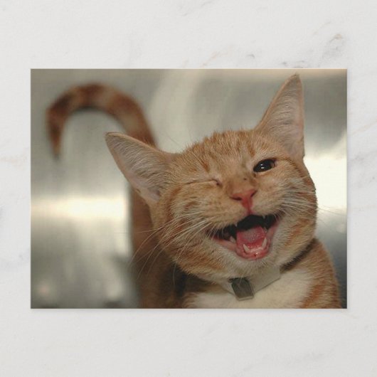 Winning Happy Ginger Cat Briefkaart (Voorkant)