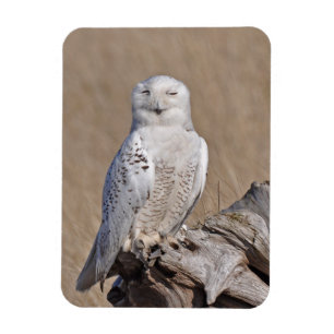Winning Snowy Owl Magneet