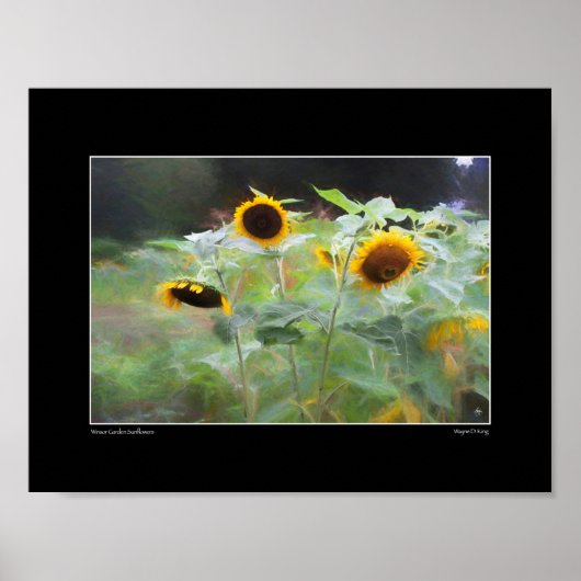 Winsor Garden Sunflower Poster (Voorkant)