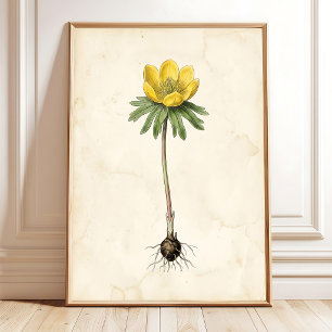Winter Aconite Vintage Botanische Print