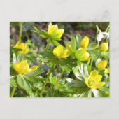 Winter Aconites briefkaart (Voorkant)