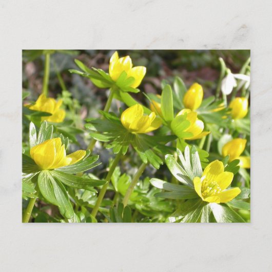 Winter Aconites briefkaart (Voorkant)