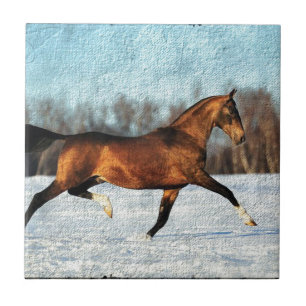 Winter Akhal-teke Tegeltje