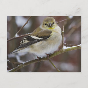 Winter American Goldfinch Briefkaart