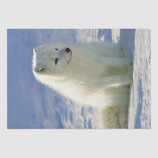 Winter Arctic Fox Tissuepapier (Voorkant)