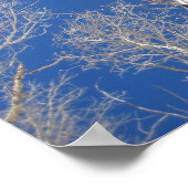 Winter Aspen Trees Poster (Hoek)