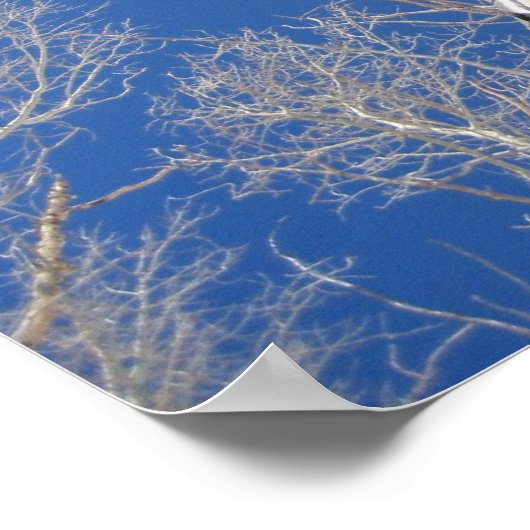 Winter Aspen Trees Poster (Hoek)
