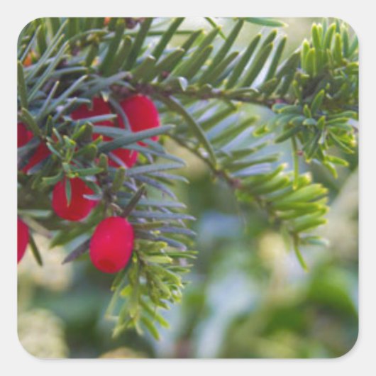 Winter Berry Vierkante Sticker (Voorkant)