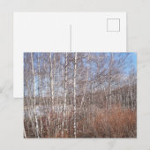 Winter Birch Forest Briefkaart (Voorkant / Achterkant)