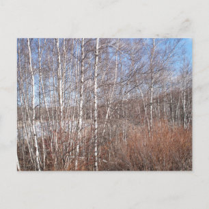 Winter Birch Forest Briefkaart