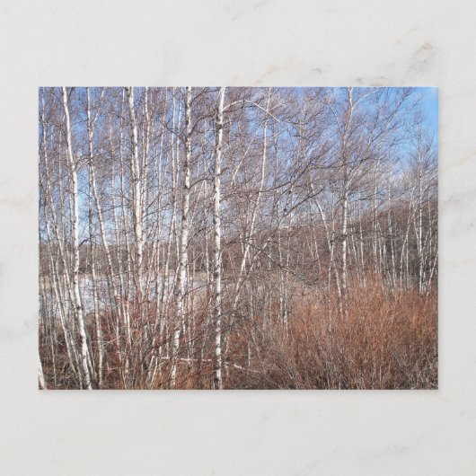 Winter Birch Forest Briefkaart (Voorkant)